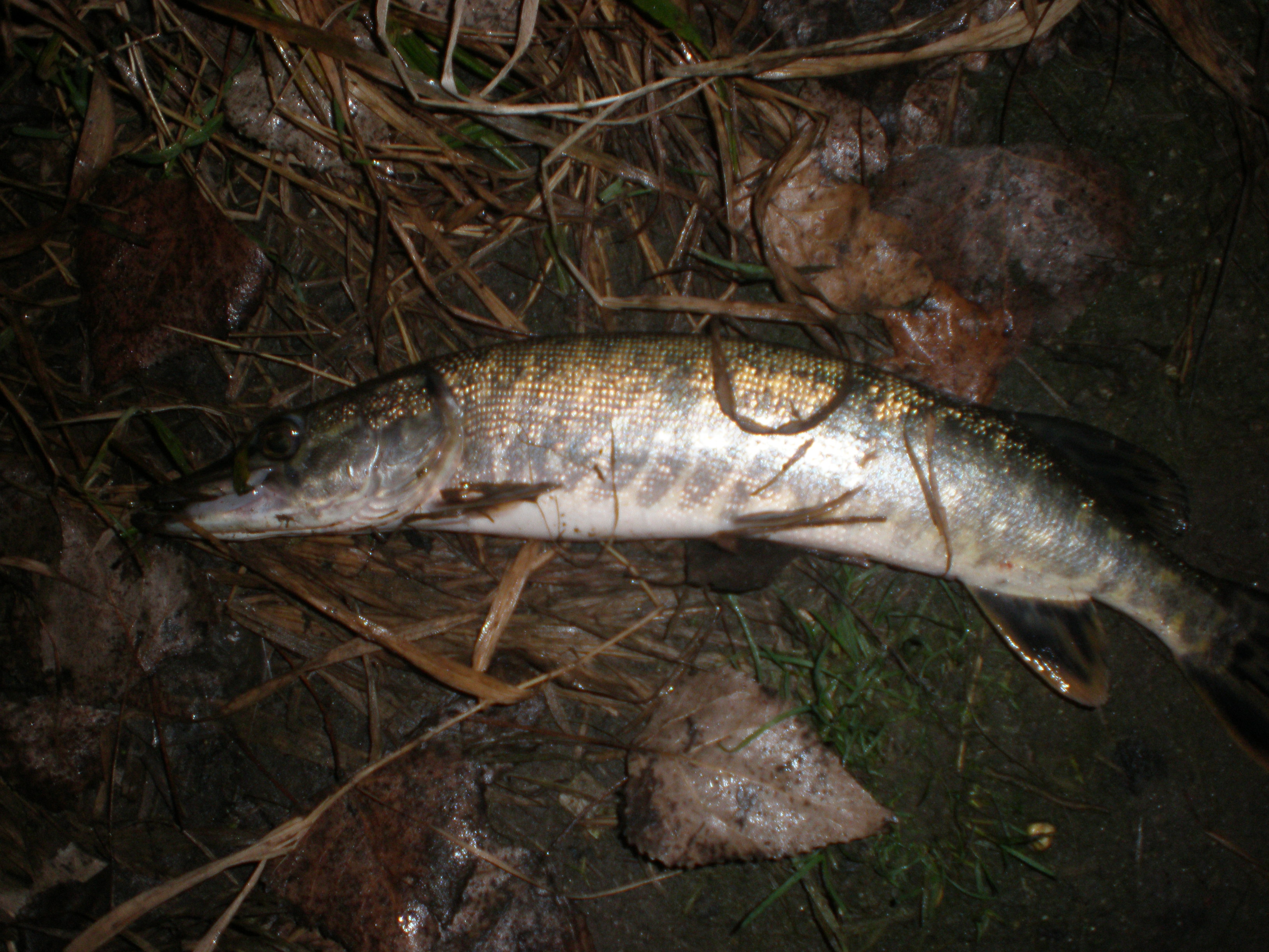 PB050565.JPG