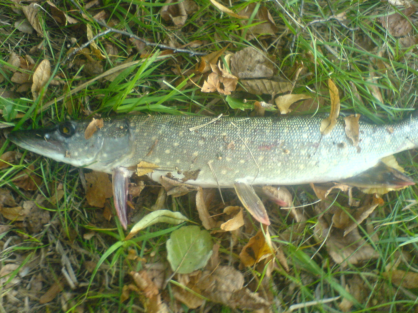 MOJE PRVNI STIKA 49CM.JPG